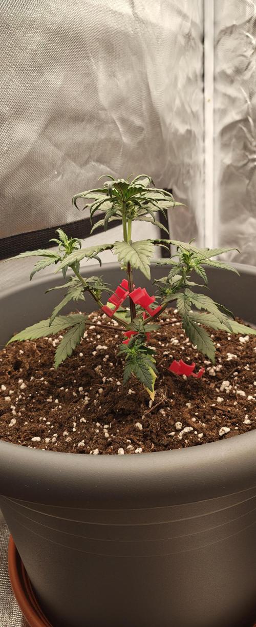 Papaya Cookies auto 2fast4buds. Week 6