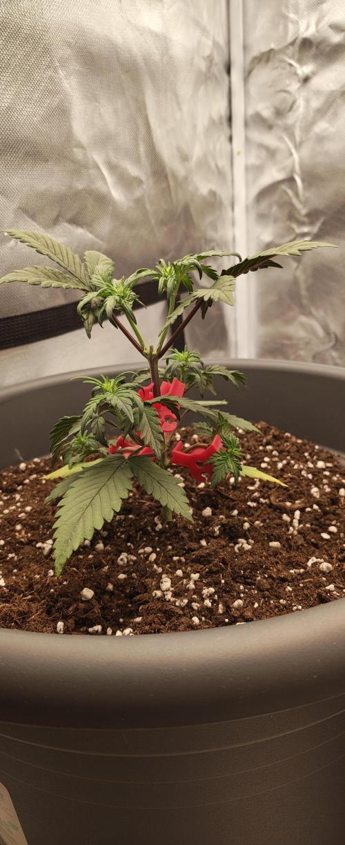 Papaya Cookies auto 2fast4buds. Week 6