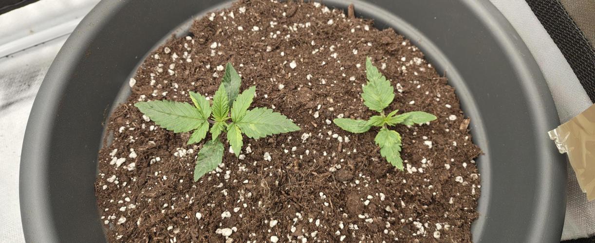 Surprise Punch. Week 2