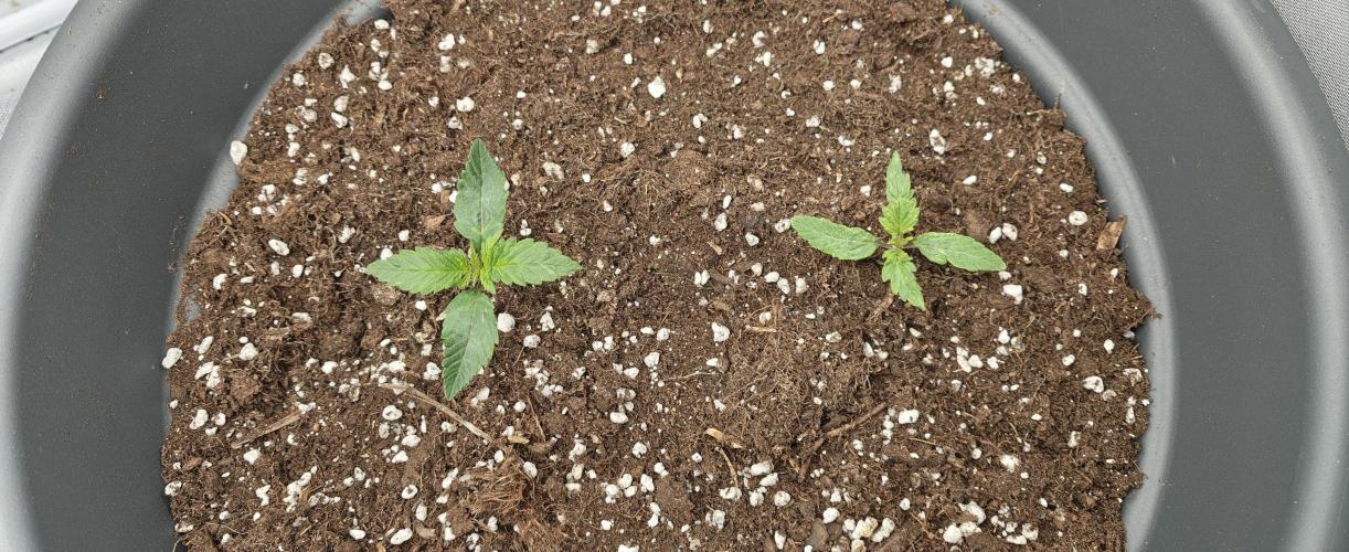 Surprise Punch. Week 2