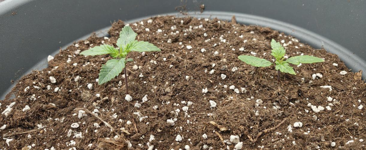 Surprise Punch. Week 2