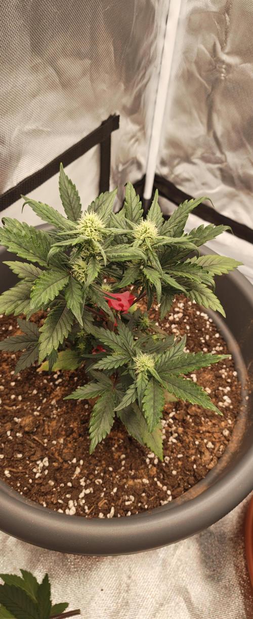 Papaya Cookies auto 2fast4buds. Week 7