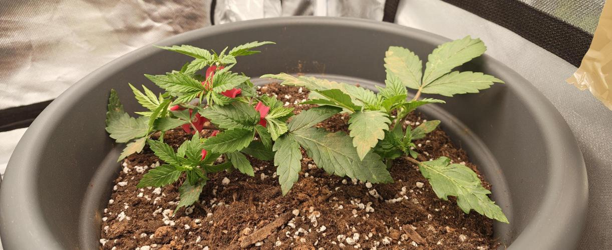 Balboa Punch. Week 3