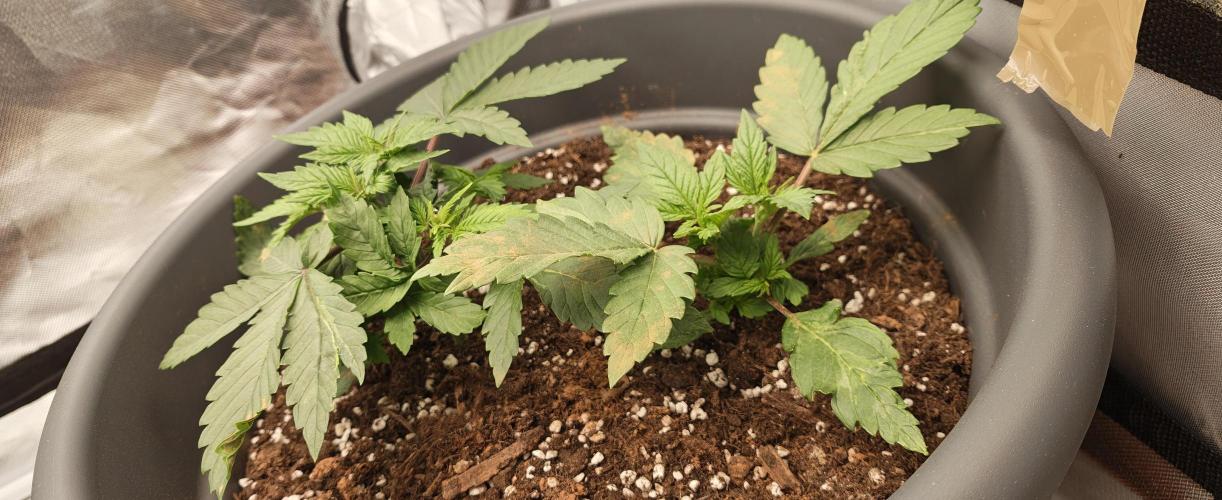 Balboa Punch. Week 3