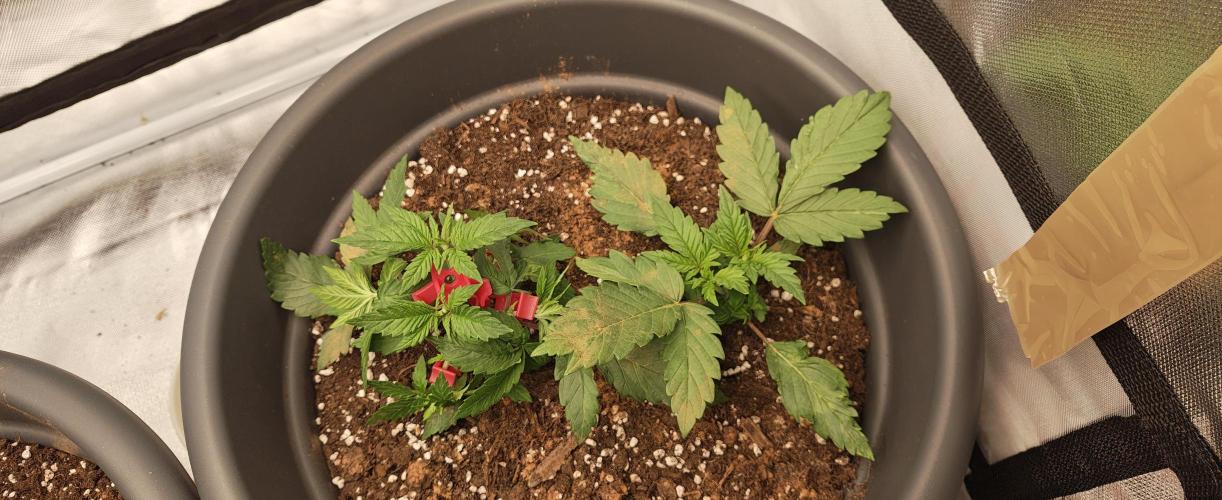 Balboa Punch. Week 3