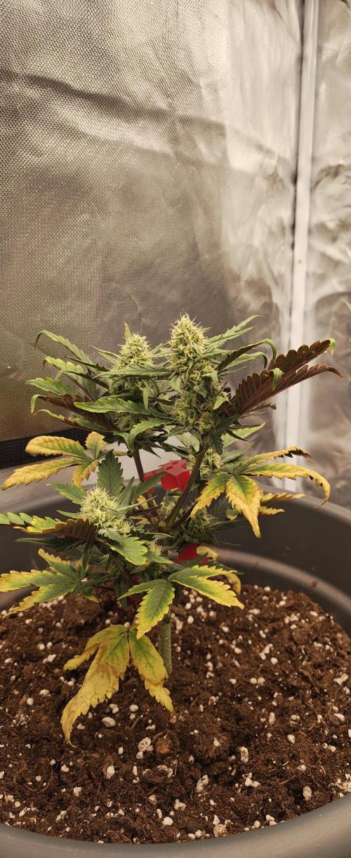 Papaya Cookies auto 2fast4buds. Week 8