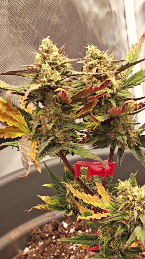 Papaya Cookies auto 2fast4buds