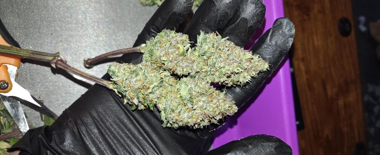 Papaya Cookies auto 2fast4buds. Week 9