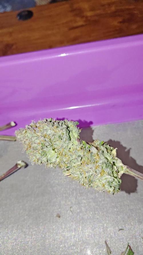 Papaya Cookies auto 2fast4buds