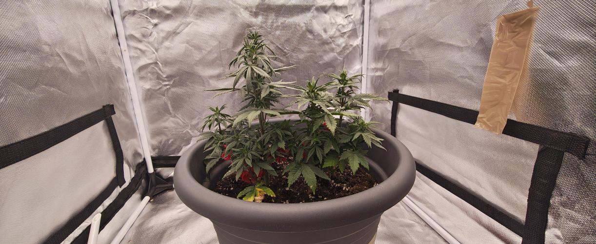 Balboa Punch. Week 5