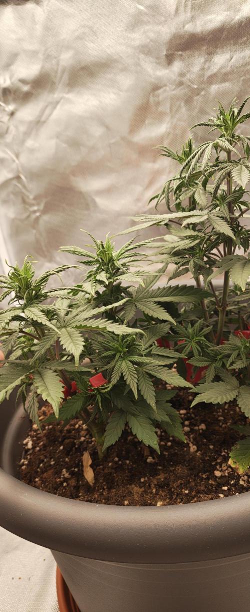 Balboa Punch. Week 6