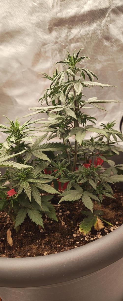 Balboa Punch. Week 6