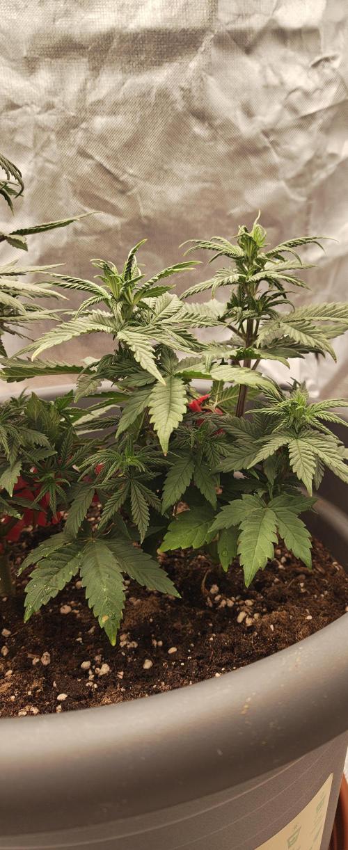 Balboa Punch. Week 6