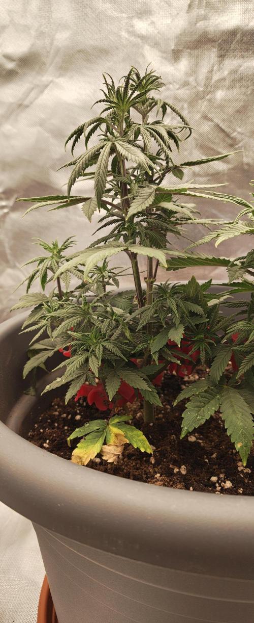 Balboa Punch. Week 6