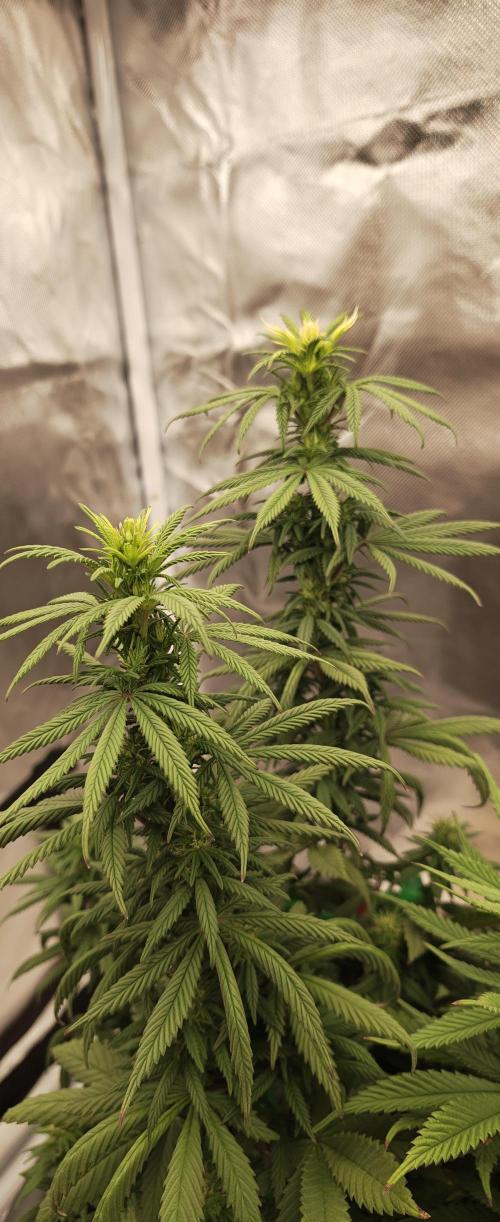 Balboa Punch. Week 9