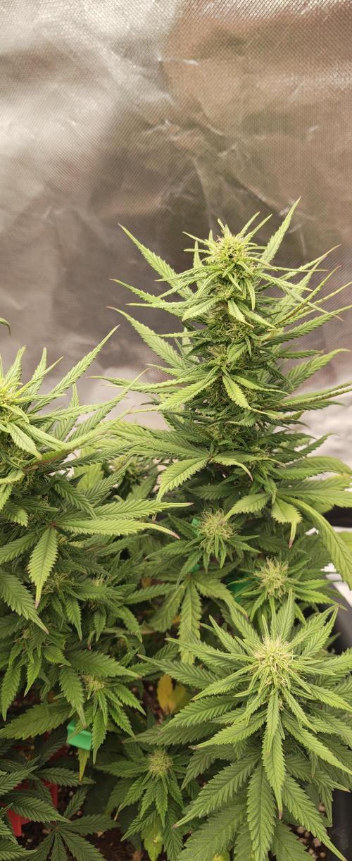 Balboa Punch. Week 9