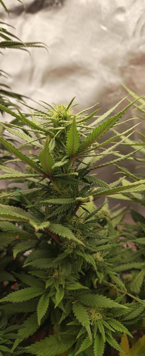 Balboa Punch. Week 9
