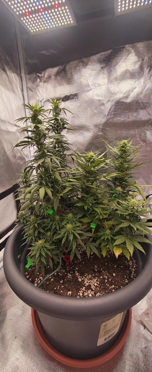 Balboa Punch. Week 9