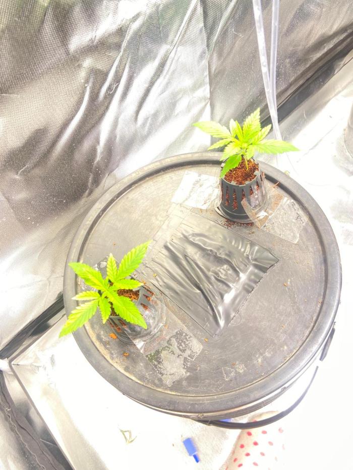 Sweet Mando zkittlez f1 FV sweet seeds. Week 0 - Es día 4 en realidad, es la primer foto que tengo 