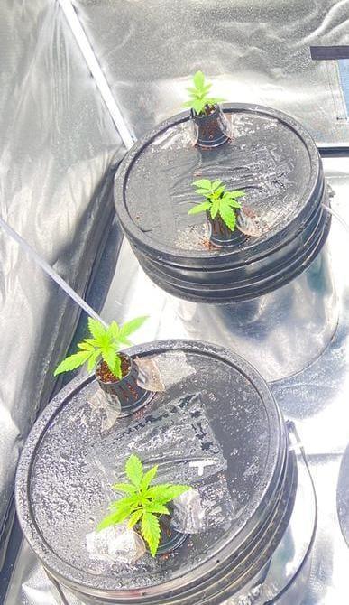 Sweet Mando zkittlez f1 FV sweet seeds. Week 1 - Enraizando en el sistema