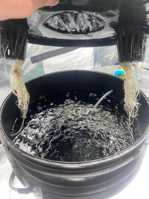 Sweet Mando zkittlez f1 FV sweet seeds. Week 2