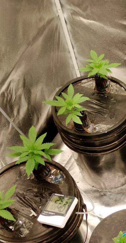 Sweet Mando zkittlez f1 FV sweet seeds. Week 2