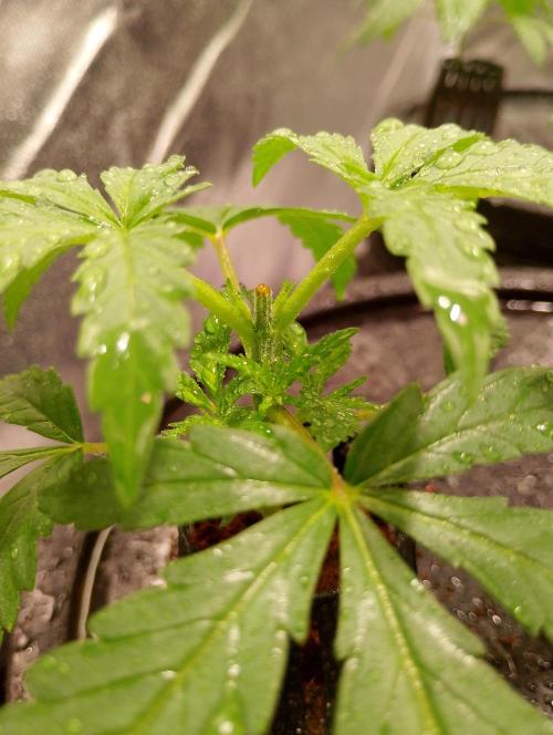 Sweet Mando zkittlez f1 FV sweet seeds. Week 3