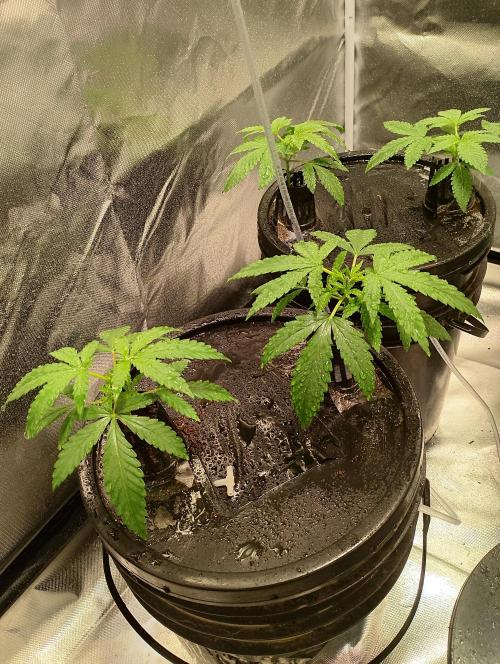 Sweet Mando zkittlez f1 FV sweet seeds. Week 3