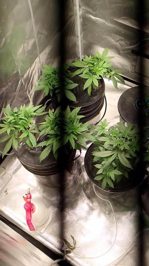 Sweet Mando zkittlez f1 FV sweet seeds