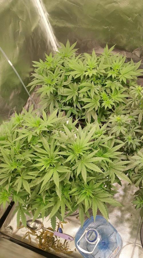 Sweet Mando zkittlez f1 FV sweet seeds. Week 6