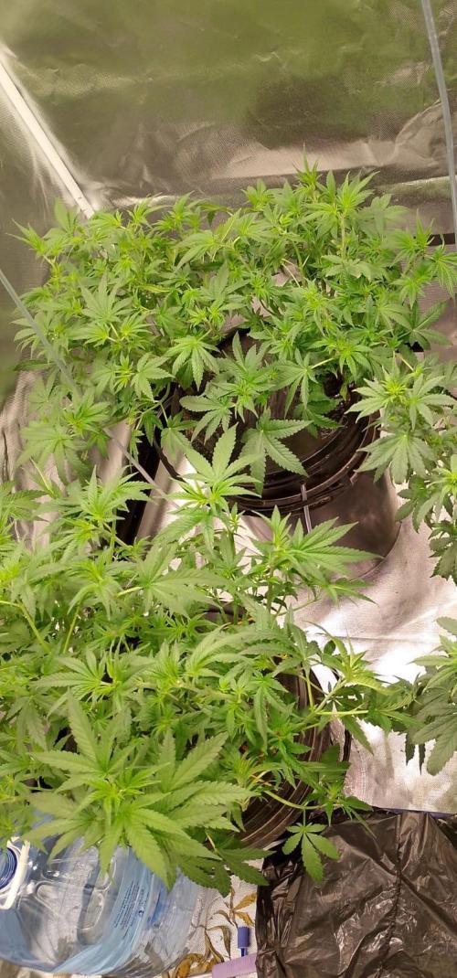 Sweet Mando zkittlez f1 FV sweet seeds. Week 6