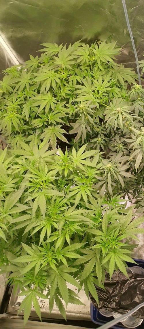 Sweet Mando zkittlez f1 FV sweet seeds. Week 6