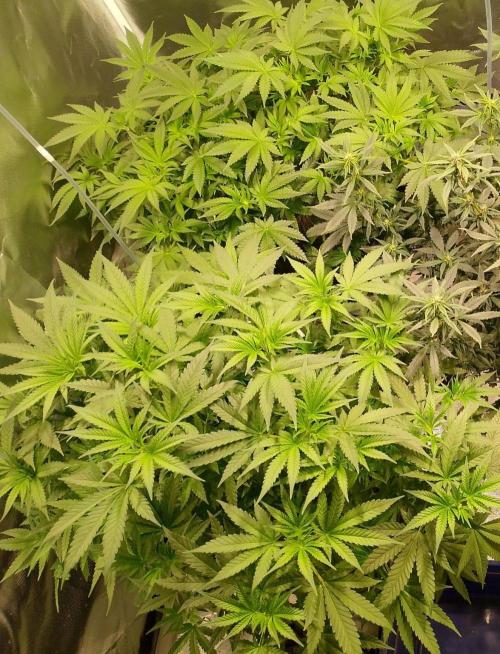 Sweet Mando zkittlez f1 FV sweet seeds. Week 6