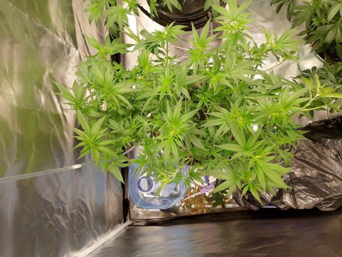 Sweet Mando zkittlez f1 FV sweet seeds. Week 6