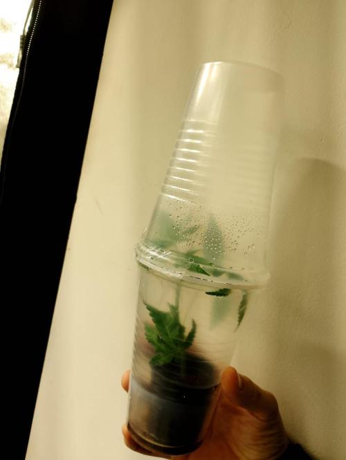 Sweet Mando zkittlez f1 FV sweet seeds. Week 6