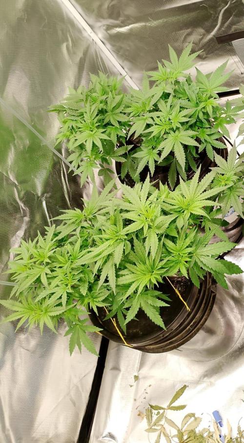 Sweet Mando zkittlez f1 FV sweet seeds. Week 6