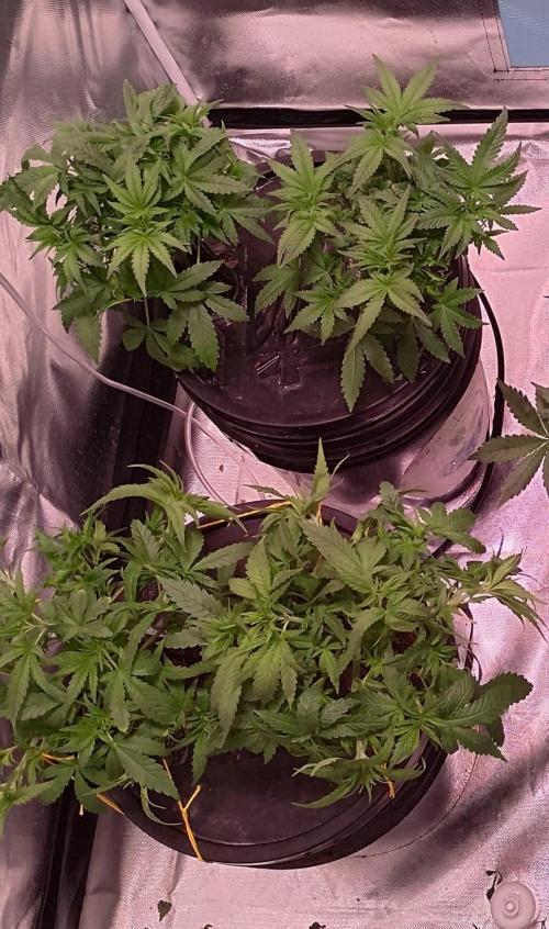 Sweet Mando zkittlez f1 FV sweet seeds. Week 6