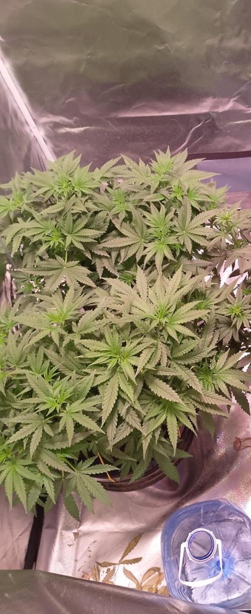 Sweet Mando zkittlez f1 FV sweet seeds. Week 6