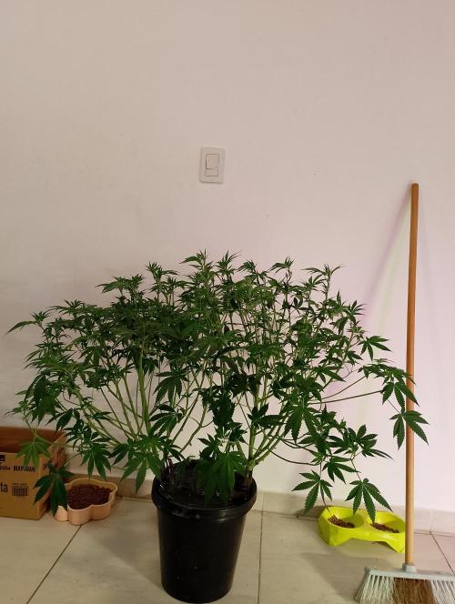 Sweet Mando zkittlez f1 FV sweet seeds. Week 7