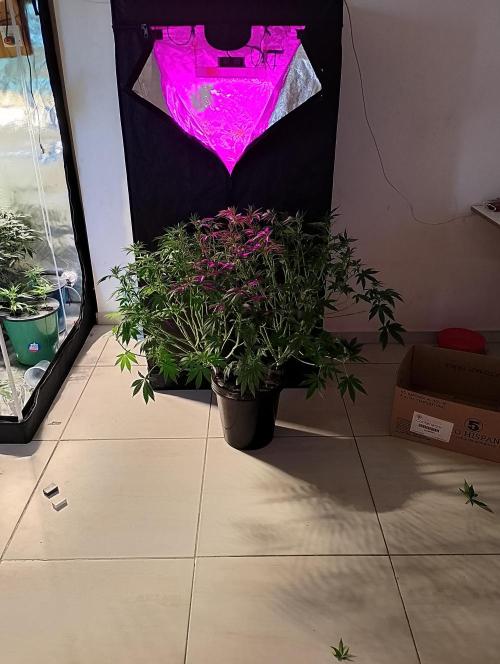 Sweet Mando zkittlez f1 FV sweet seeds. Week 7