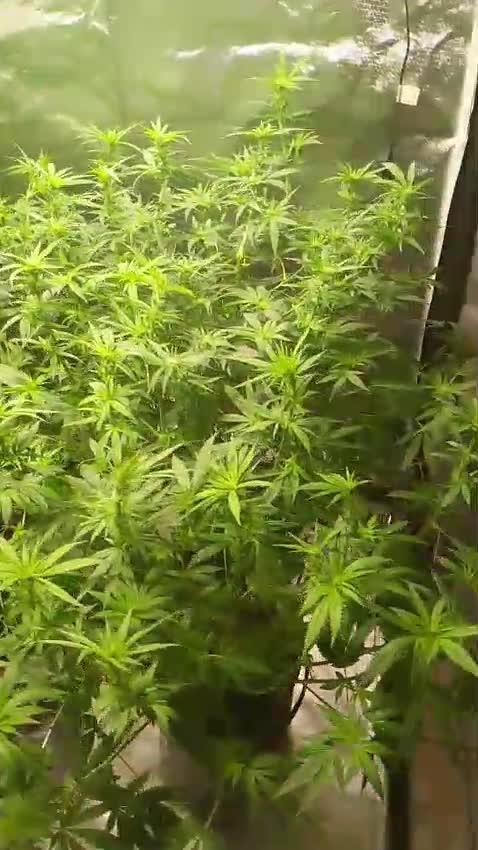 Sweet Mando zkittlez f1 FV sweet seeds