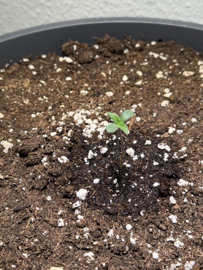 The Last Dance - Wizard Trees. Week 0