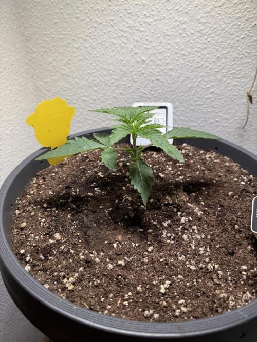 The Last Dance - Wizard Trees. Week 3
