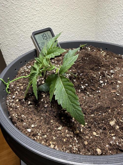 The Last Dance - Wizard Trees. Week 3