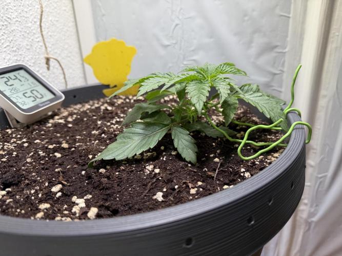 The Last Dance - Wizard Trees. Week 3