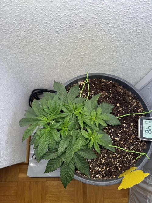 The Last Dance - Wizard Trees. Week 4