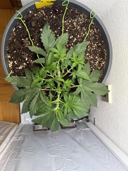The Last Dance - Wizard Trees. Week 4