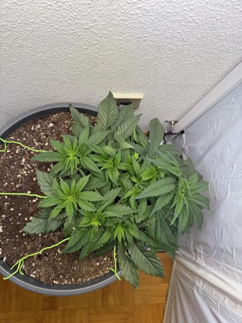 The Last Dance - Wizard Trees. Week 5