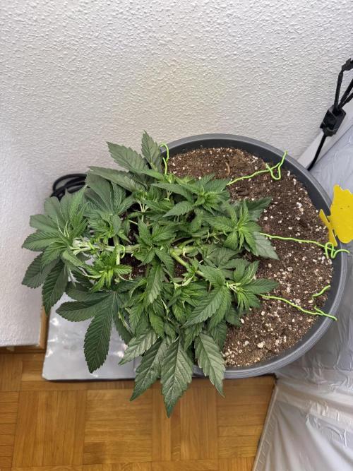 The Last Dance - Wizard Trees. Week 5
