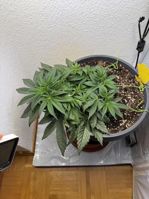 The Last Dance - Wizard Trees. Week 5